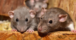Rattenplage im Haus – so wird das Ungeziefer bekämpft  